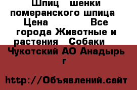 Шпиц - шенки померанского шпица › Цена ­ 20 000 - Все города Животные и растения » Собаки   . Чукотский АО,Анадырь г.